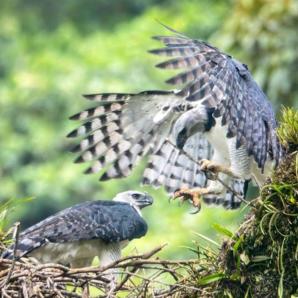 Harpy Natural Reserve protege la biodiversidad en la Sierra de la Macarena