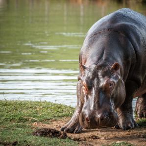 Gobierno Nacional presenta plan para el manejo y control de los hipopótamos en Colombia