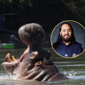 Hipopótamos en Colombia millonario indio Anant Ambani propone trasladar 80 ejemplares para evitar eutanasia