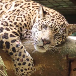 Día Mundial de los Jaguares