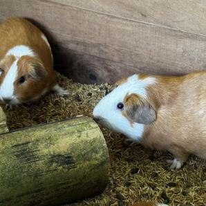 Cuy, animal para fortalecer la seguridad alimentaria en Meta