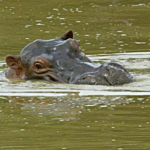 MinAmbiente avanza en gestiones técnicas y diplomáticas para reducir esta especie invasora, mientras espera respuesta sobre condiciones sanitarias por parte del gobierno indio.
