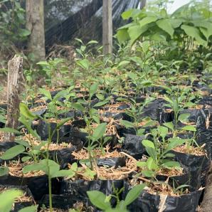 Protección de más de 2.300 hectáreas de bosque en Caquetá