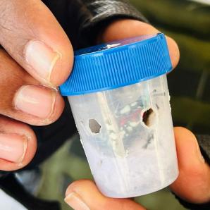 Rescatan a 17 ranas en vía de extinción en Yumbo, Valle del Cauca