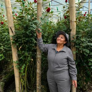 Risaralda exportó 60 mil rosas para el Día de la Madre