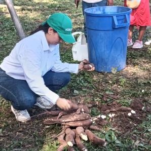 Variedades de yuca en Colombia: nuevas especies para consumo e industria