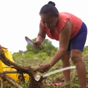 Vichada: 29 mujeres indígenas le apuestan al al fortalecimiento agroalimentario