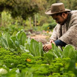 ANT recupera tierras rurales para campesinos en el Meta