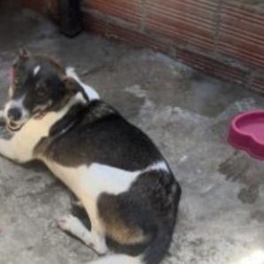 Condenas por maltrato animal en Colombia