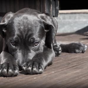 Animales son reconocidos como seres sintientes: decisión histórica de la Corte Constitucional en Colombia