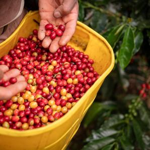 Campesinos del Catatumbo reciben seguros agrícolas con apoyo del Gobierno