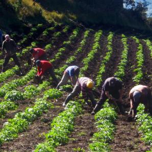 Gobierno entrega tierras a comunidades desplazadas en Huila y Sucre como parte de la Reforma Agraria