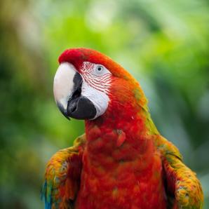 Guacamaya Roja repoblarán Honduras Imagen representativa de la Guacamaya Roja