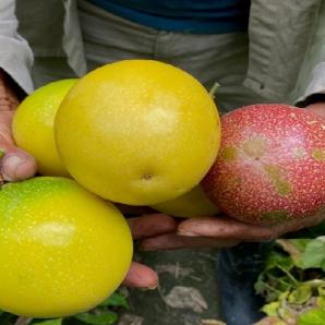 Colombia exporta pasifloras a más de 30 países