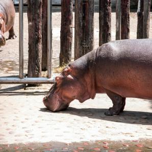 Colombia evalúa traslado de hipopótamos con apoyo de India