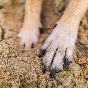 Pasto: Presunto responsable de quemar a un perro fue enviado a la cárcel