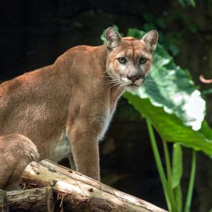 Avistamiento de puma en límites del Cauca y Valle del Cauca