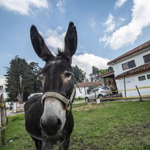 Burro criollo colombiano Burro