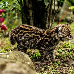 Tráfico de animales