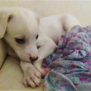 Animeles domésticos en Colombia