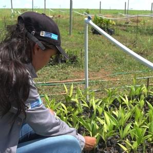 Reforestación en Guaviare