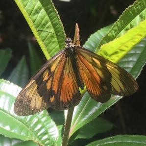 Investigaciones científicas en Colombia Investigaciones científicas en Colombia