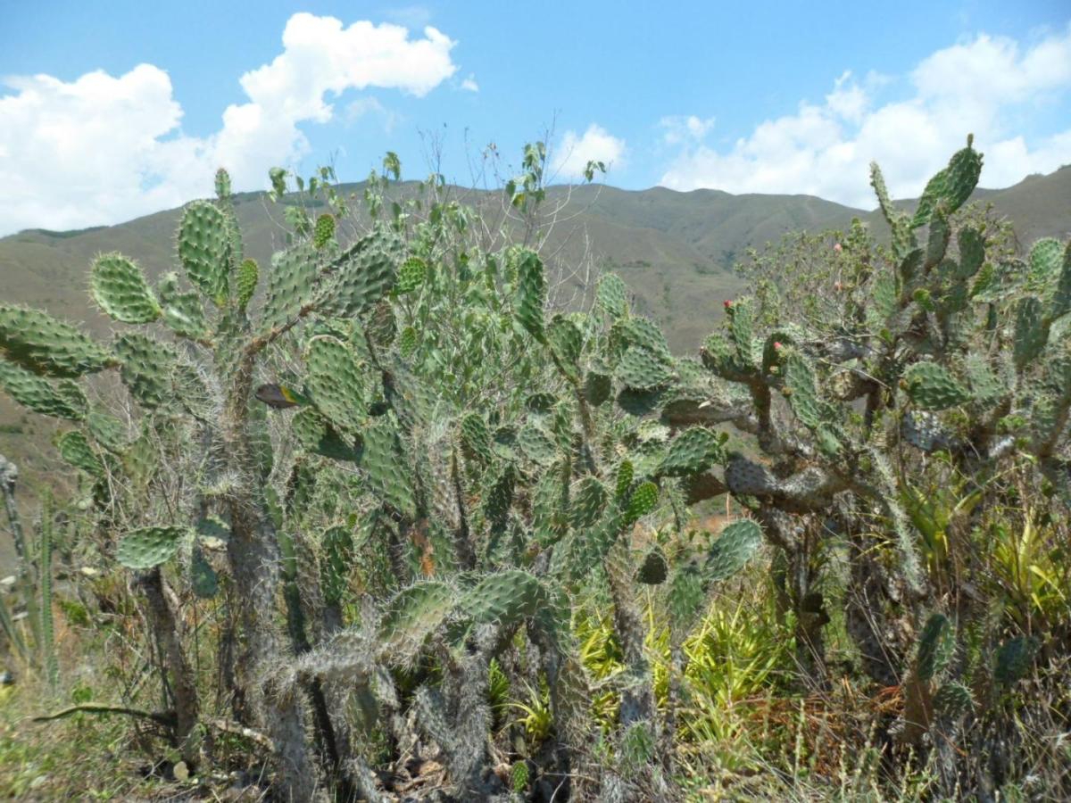 Área protegida en el Alto Calima: hectáreas y límites | Valle del Cauca