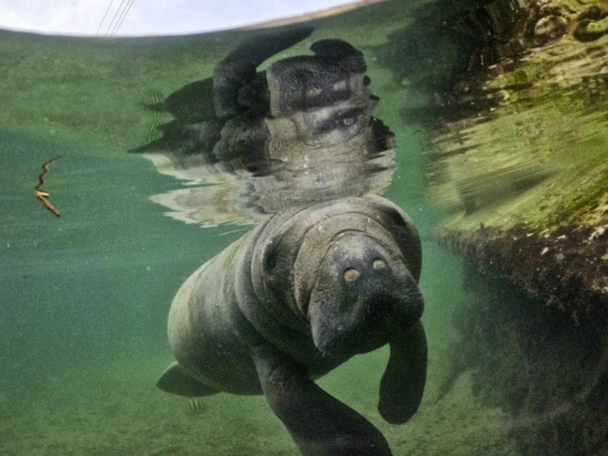 El manatí huérfano en el Acuario del Rodadero en Santa Marta