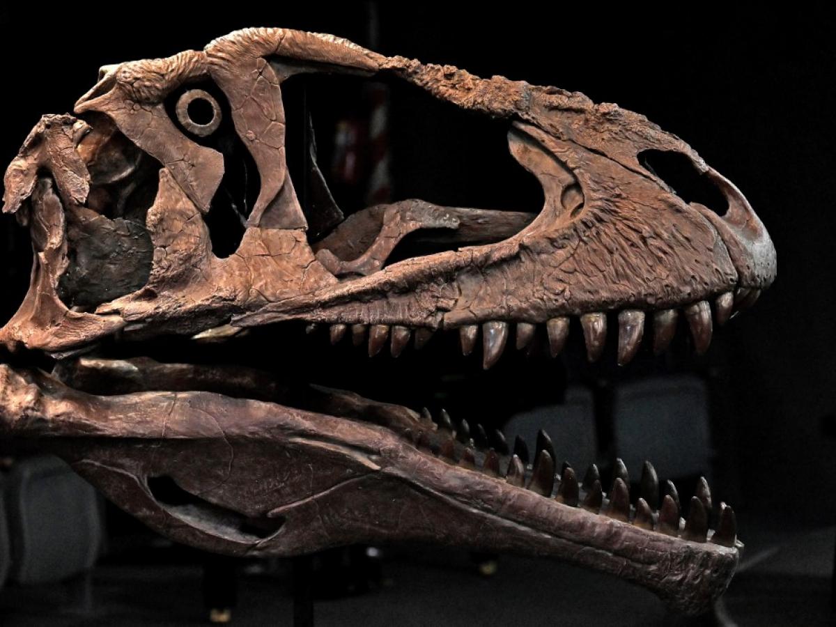 Nueva especie de dinosaurio 