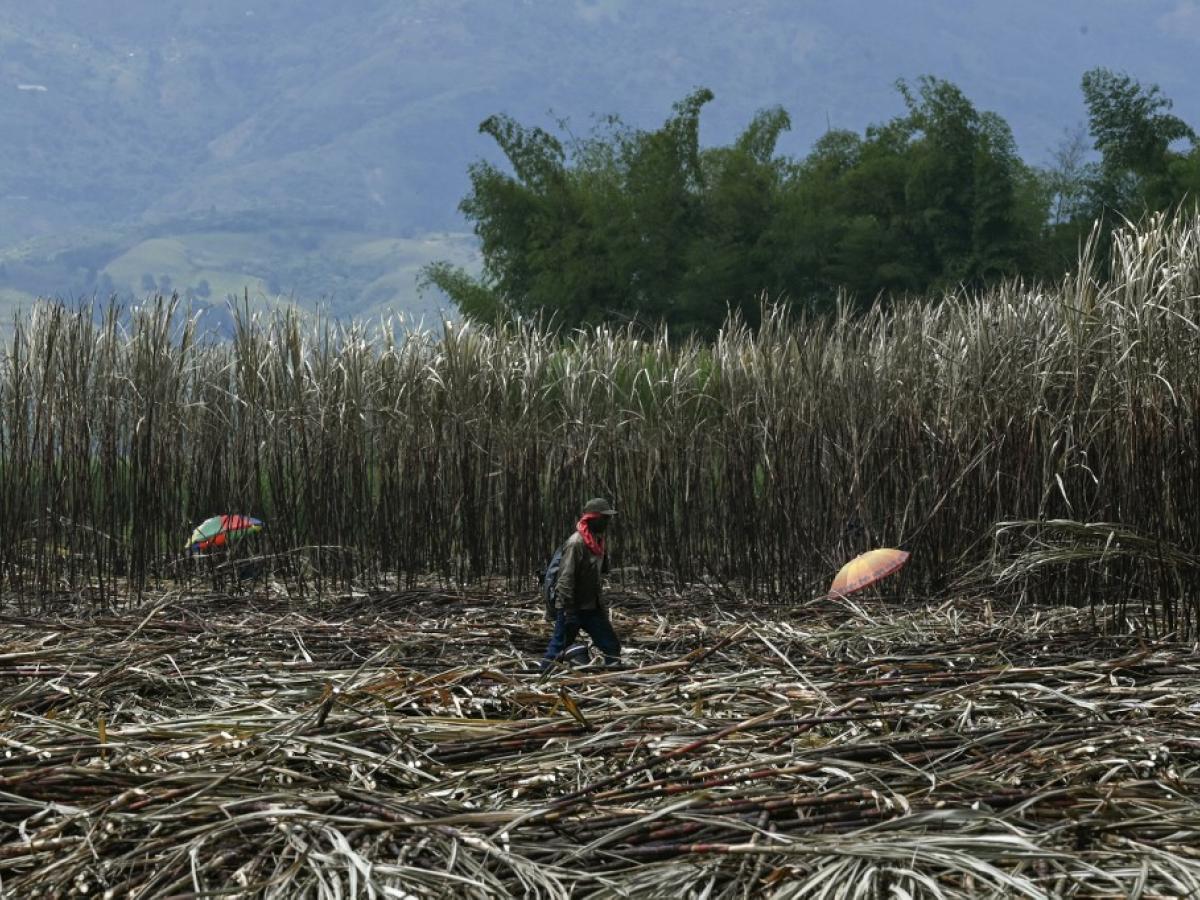 ¿Por qué están en disputa los pueblos negros e indígenas en el Cauca?