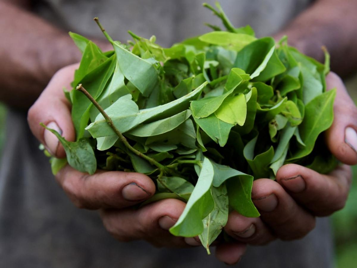 Cultivos de hoja de coca en Norte de Santander
