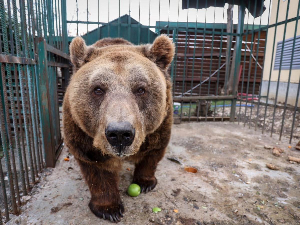 Oso pardo fue rescatado luego de 20 años de cautiverio en Albania