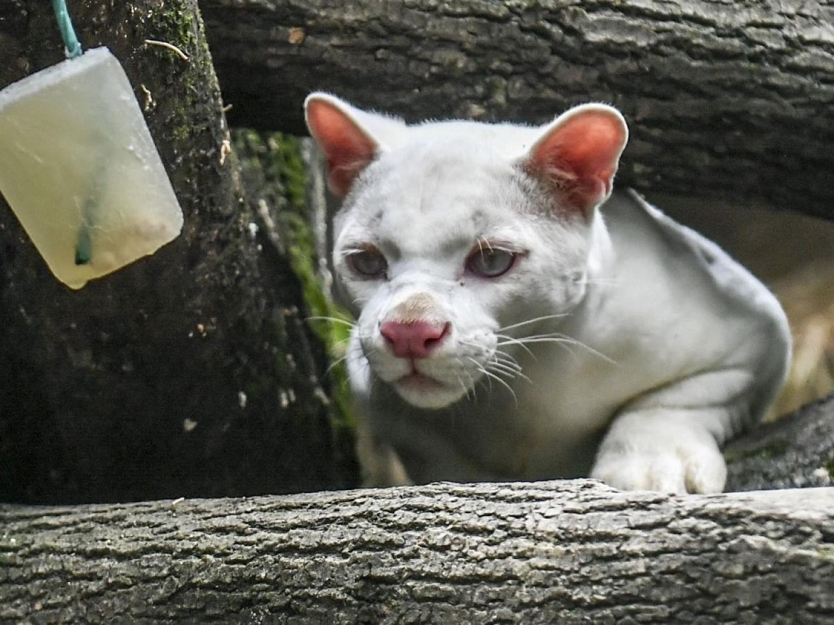 Ocelote albina: un hallazgo mundial que alerta sobre deforestación