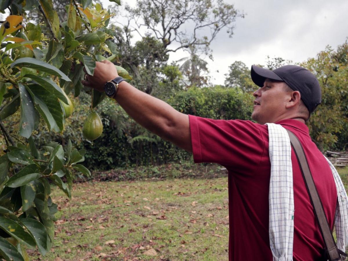 Super Bowl 2023: Aguacates colombianos cultivados en Pijao