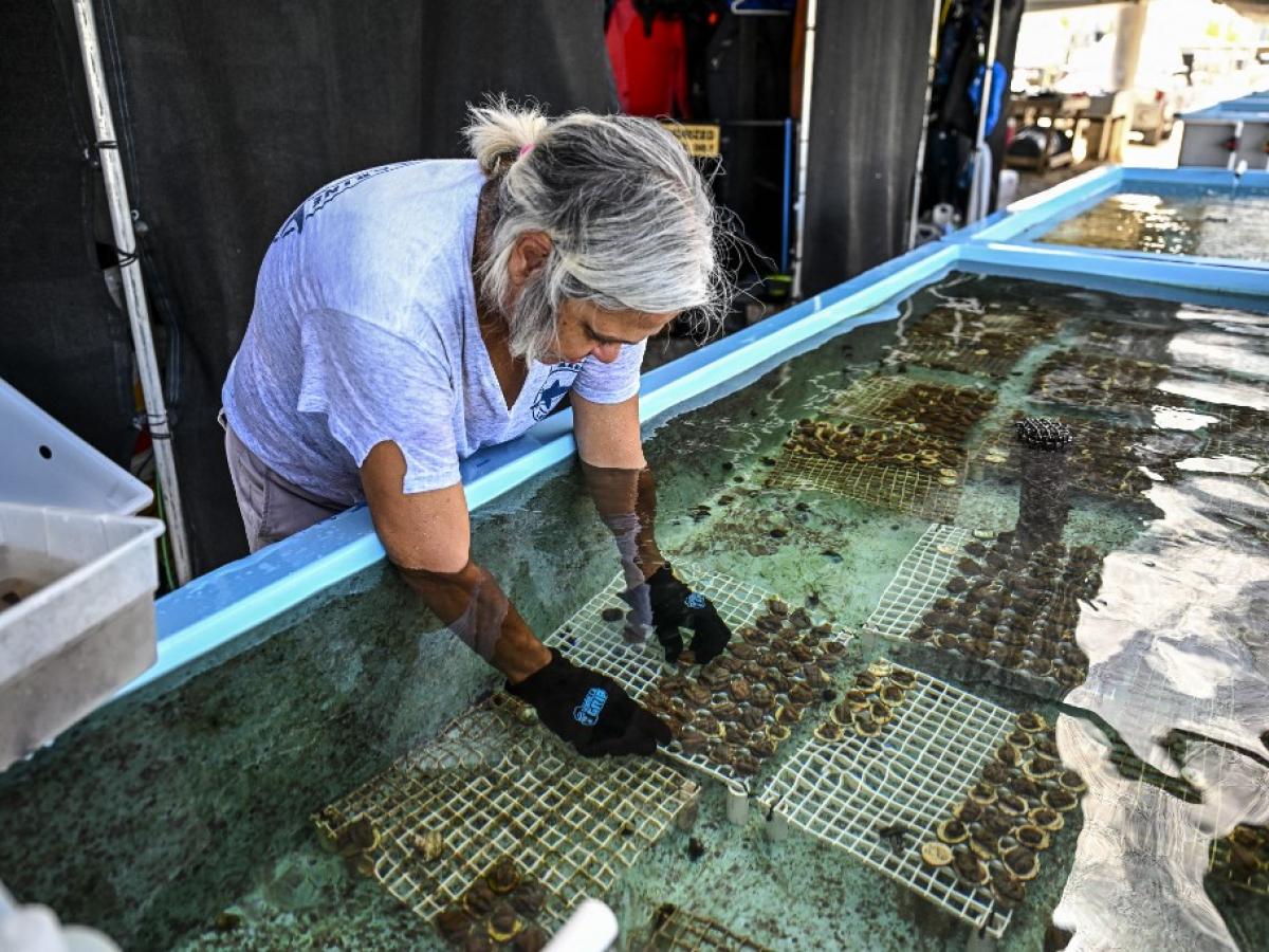 Corales de los arrecifes en peligro de muerte en Florida: ¿por qué?