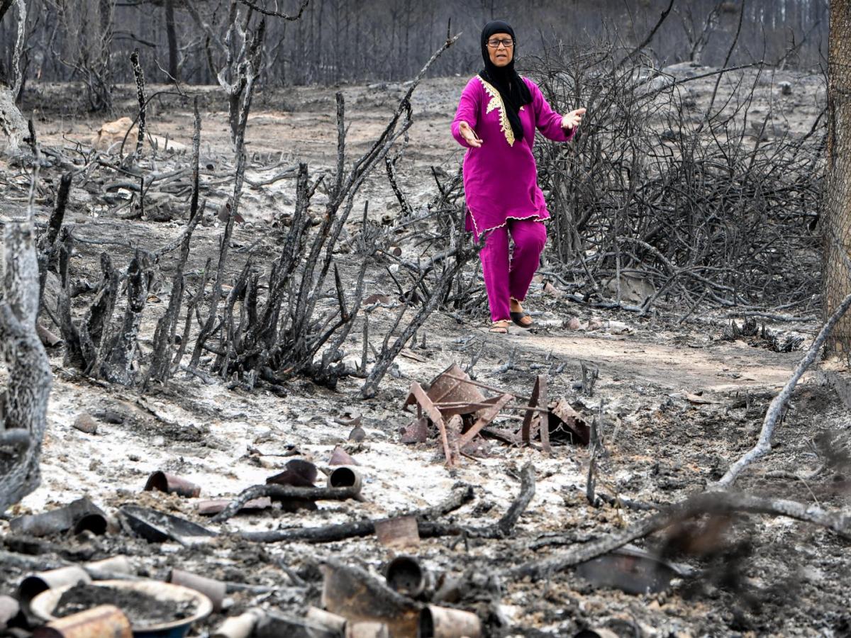 Incendios en Argelia, Grecia, Italia y Francia durante el verano prenden alarmas