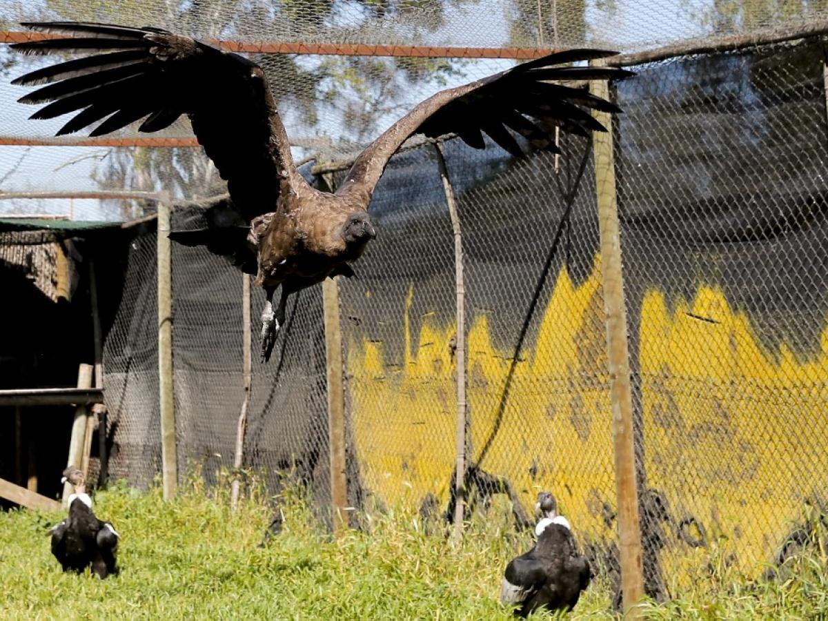 Cóndor será liberado en Los Andes chilenos