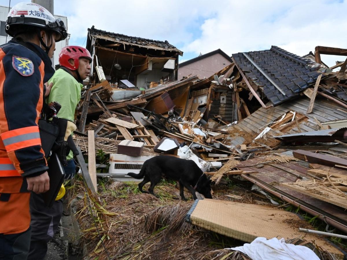 Terremoto en Japón 2024: Elsa perra socorrista 