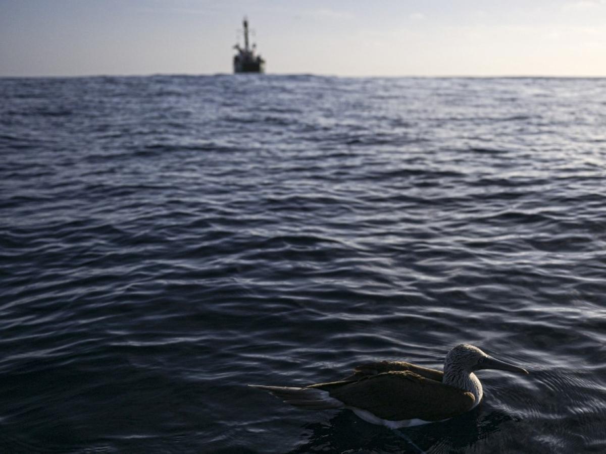 Galápagos: reserva marina en altamar | Greenpeace