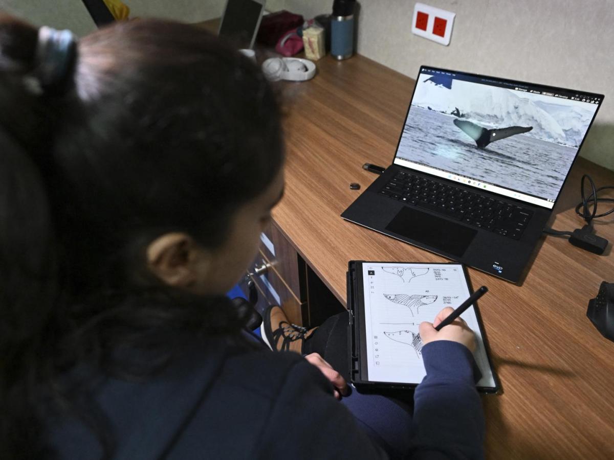 Así buscan la conservación de las ballenas jorobadas en el mundo