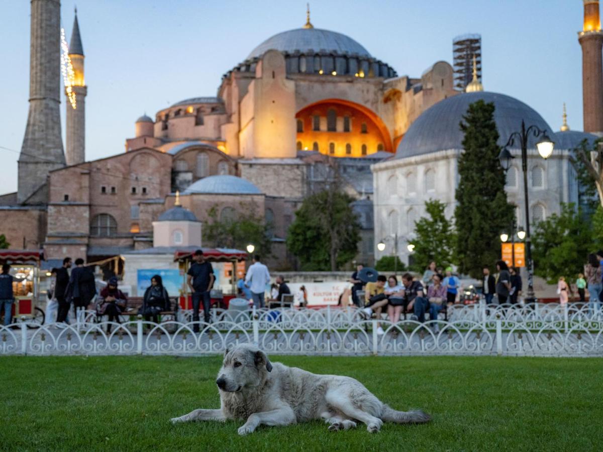 Perros callejeros en Turquía serían sacrificados. Panorama Colombia