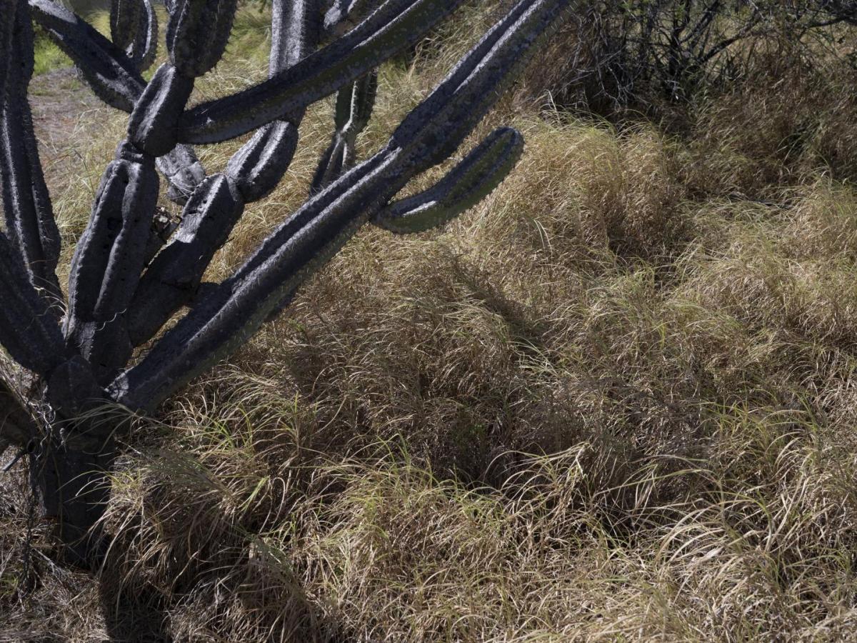 Agroecología: qué es, cómo funciona | Deforestación 