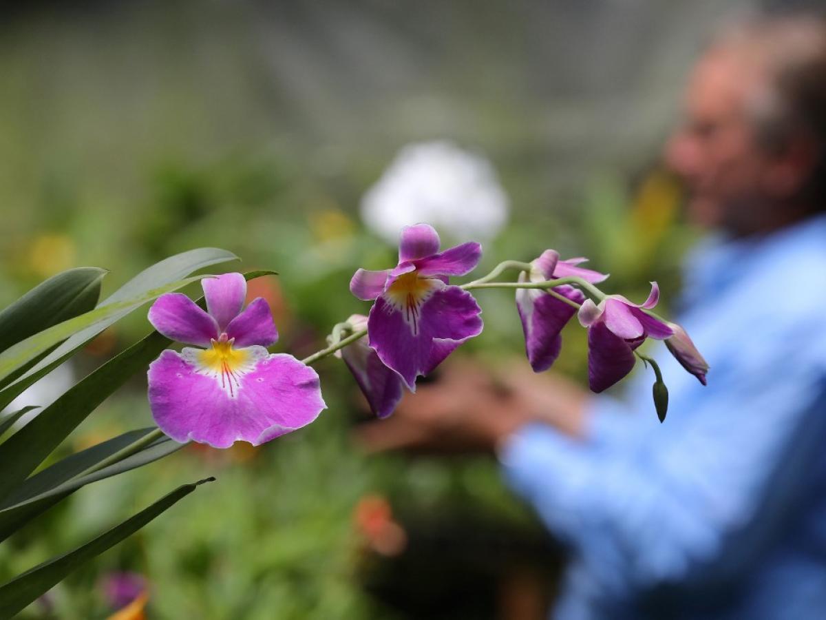 Un colombiano clona orquídeas al borde de la extinción