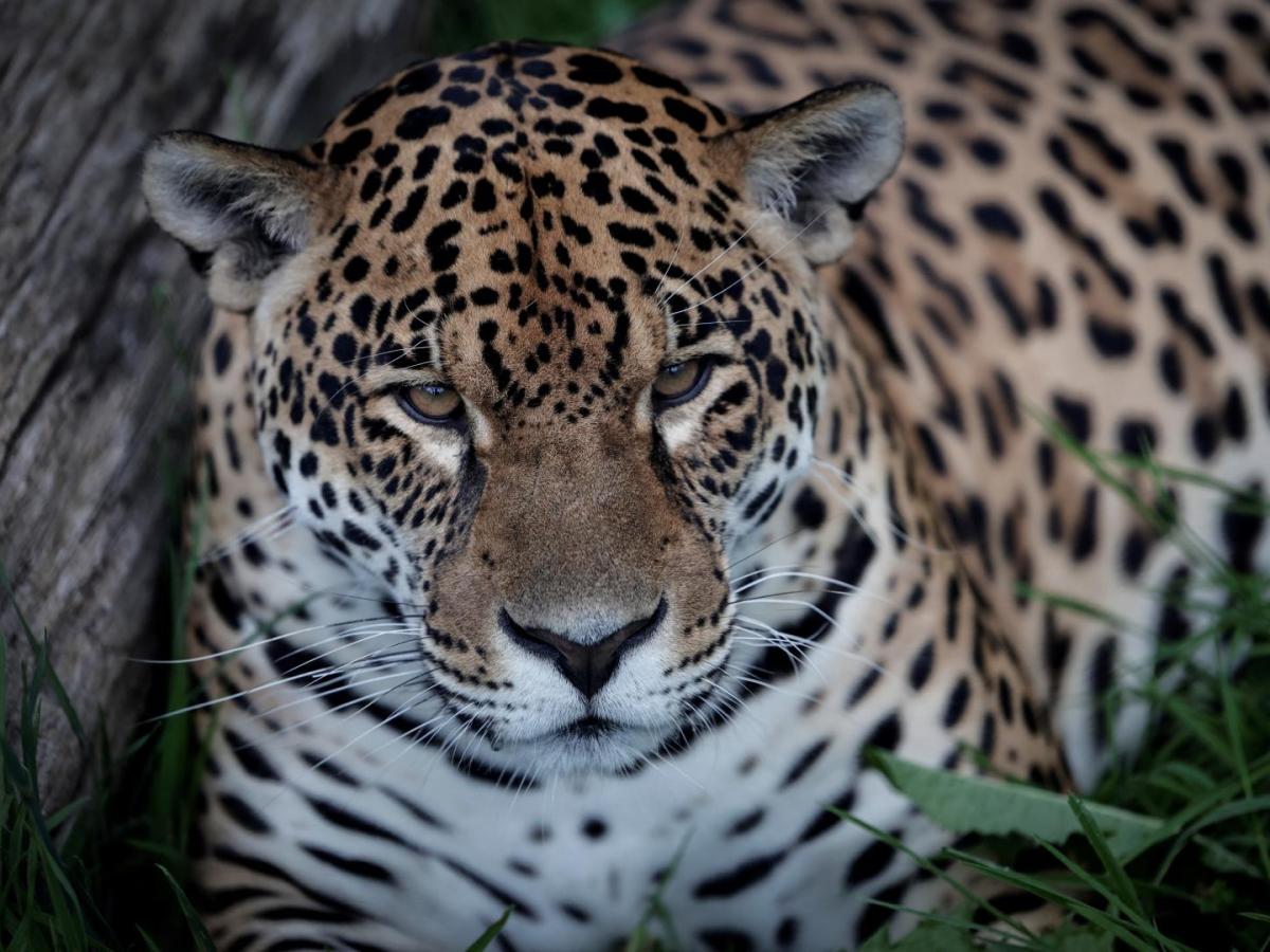Jaguar nuevo habitante de los Farallones de Cali, Valle del Cauca