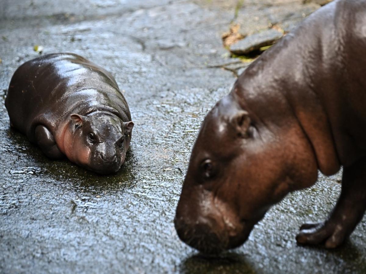 Moo Deng, el adorable hipopótamo pigmeo de Tailandia