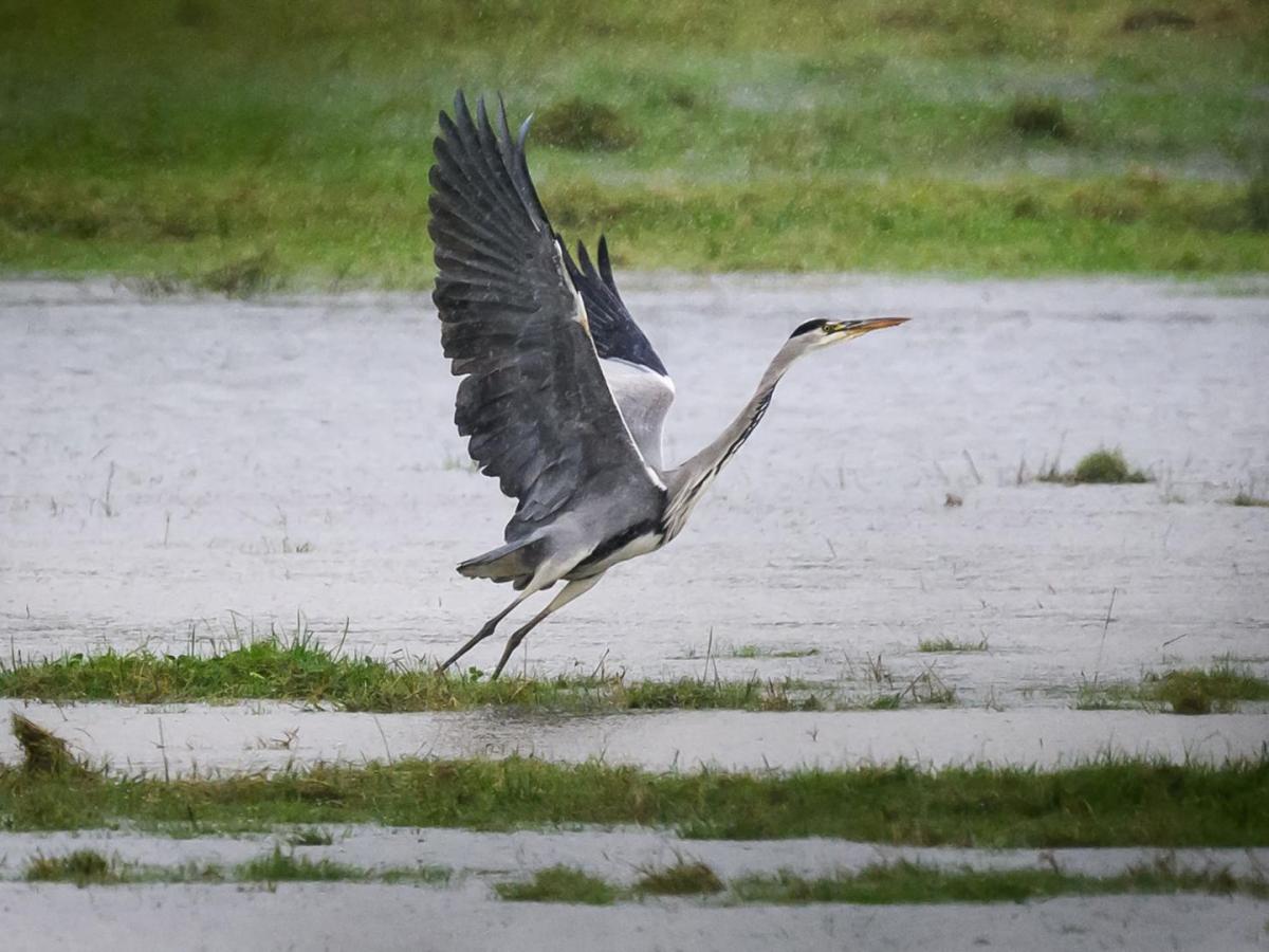 Informe WWF disminución poblaciones animales salvajes: ¿cuánto es?