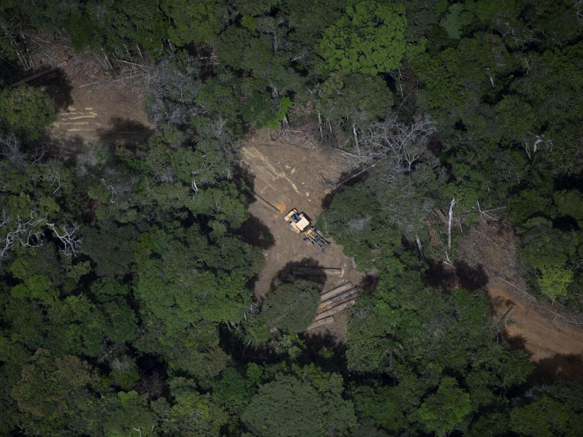 Árboles en peligro de extinción