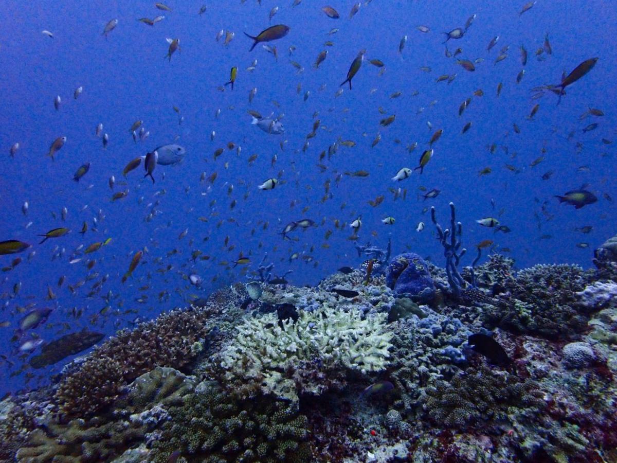 Perturbación actividades humanas absorción CO2 por océanos