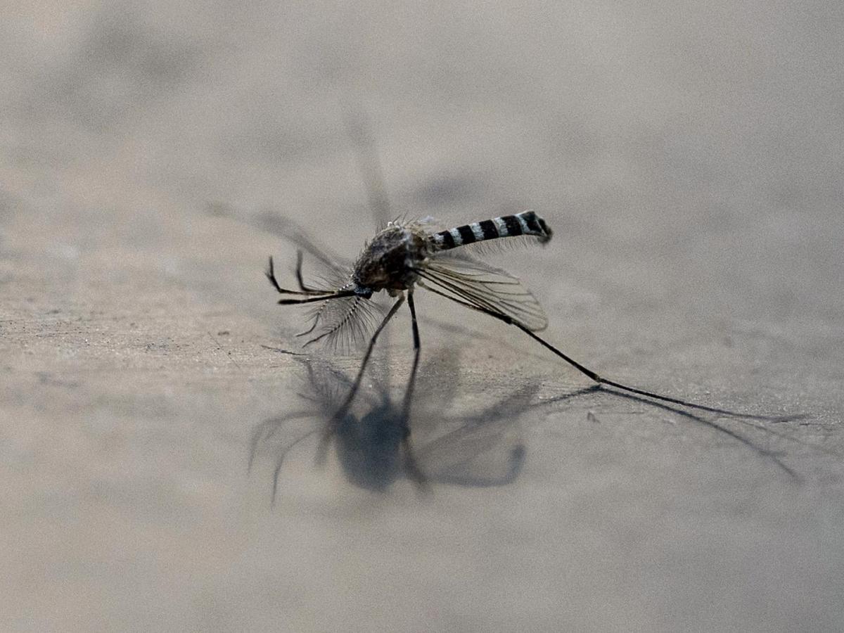 Ecuador exigirá vacuna contra fiebre amarilla a colombianos