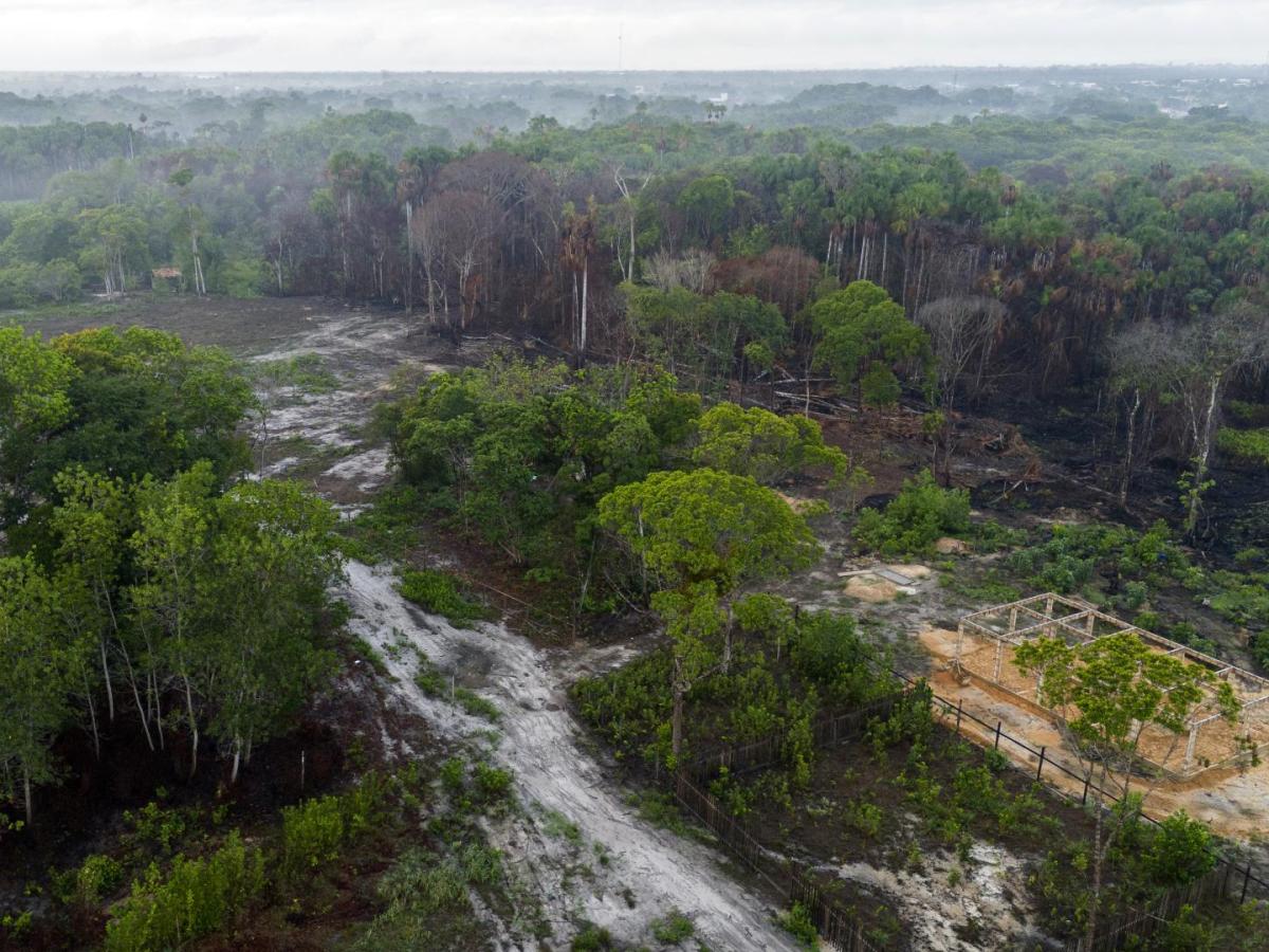 La Amazonía se acerca a un punto de no retorno: causas, consecuencias y amenazas ambientales